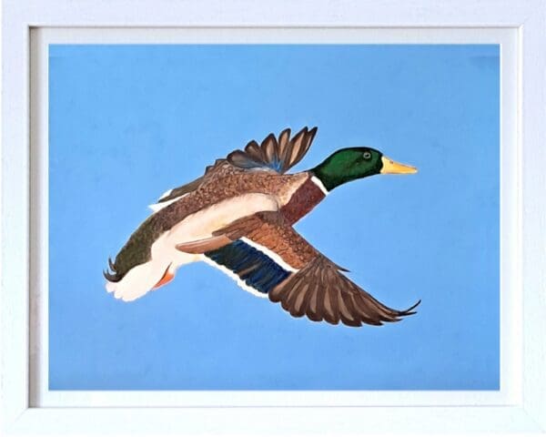 Mallard in Flight