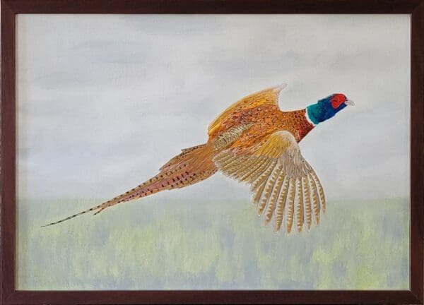 Pheasant in Flight