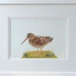 Irish Woodcock
