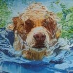 Nosey Dog Underwater
