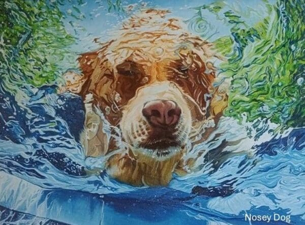 Nosey Dog Underwater