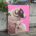 Two pink sheep