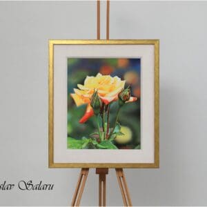 Golden Bloom, Yellow Rose Framed Original Oil Painting