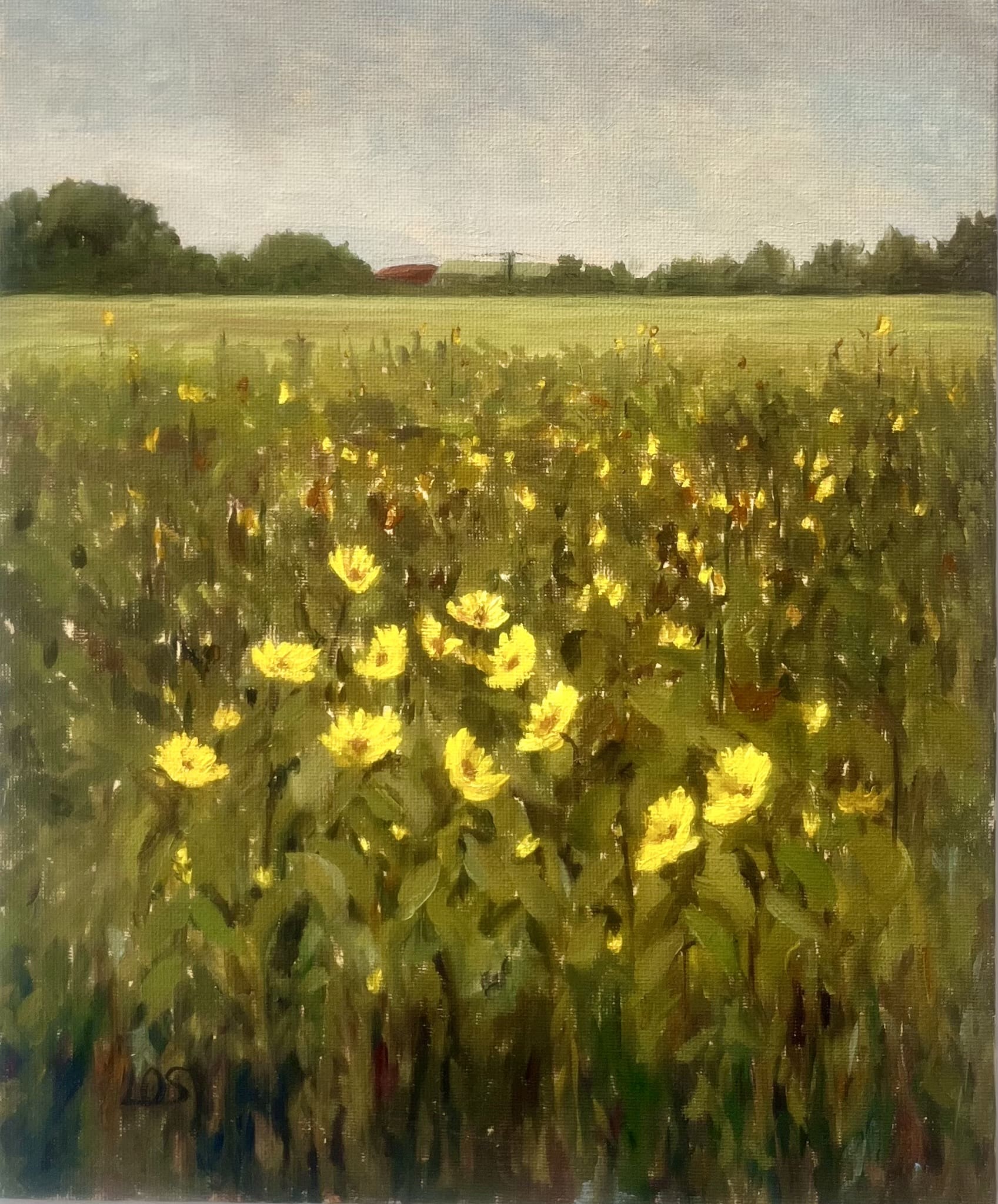 Sunflower field