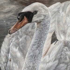 Close-up of a white swan with an orange beak and black markings, facing left. Its feathers are detailed and fluffy, with a softly blurred greyish-brown background.