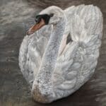 A white swan with an orange beak glides gracefully on calm water, its wings slightly raised. Brown reeds are visible in the lower left corner of the image.