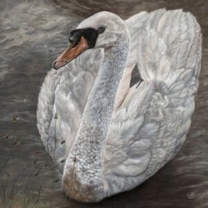 A white swan with an orange beak glides gracefully on calm water, its wings slightly raised. Brown reeds are visible in the lower left corner of the image.