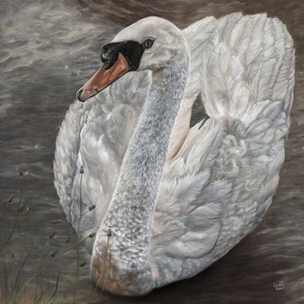 A white swan with an orange beak glides gracefully on calm water, its wings slightly raised. Brown reeds are visible in the lower left corner of the image.