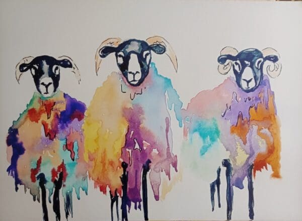 Sheep