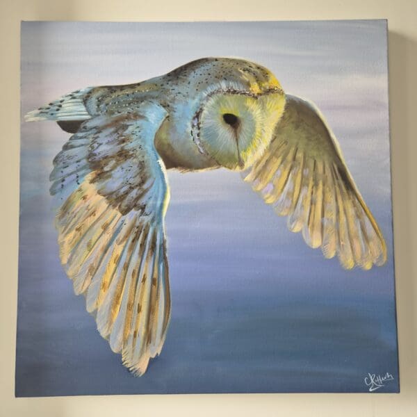 Barn Owl in Flight