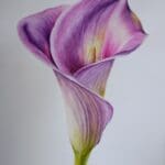 Shades of Violet